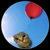 pipidastr8882