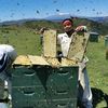 Beekeeping journey