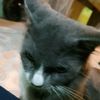 anap_255
