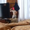 nsdog8