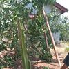 panggilaja302