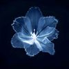 hangma_rai22