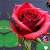 murat.ayak2135