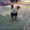 hoanggia805