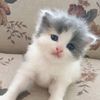 meong_828