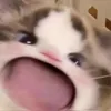 patatazz_