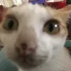 leeminh136