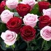user7291412871176