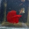 bettafish_aldi16