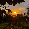 ravidu_x_8