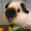 pigs.munching