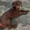 alfredo.ferraz.be