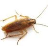 europeancockroach
