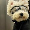 Funny Dogs-7757