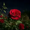user3261374108312