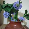 .nafiza.akter339
