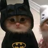 anhyeucahlinh
