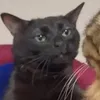 ia_tum_lumhehe