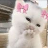 abby_gymnastics2