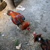 sinan.znar3