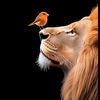 ayesha.kanwal391