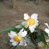 thidawai65