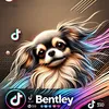 officialbentleychihuahua