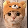 animalfunny5123