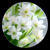 mis.rima.akther1