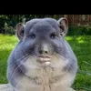 oliva.aa5