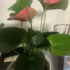 wafiya_123