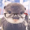 prichu_mimi