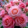 user6129100817971