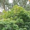 laykyaw256