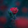 renjana_10976