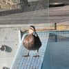 rigby_goat26