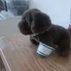 puppy52901