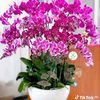 dypham81