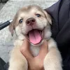ninanimo1