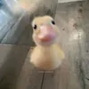nhin_giha1