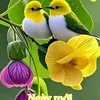 tongdavic1