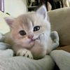 orangcantikkimuzz