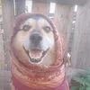 bulkachechder