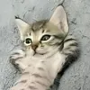 sofiabalenca