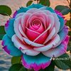 ibrahim83028