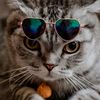 kucing.imuet96