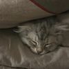 qamar_5070