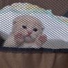 moemeow10
