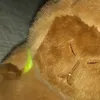 manu_capybara