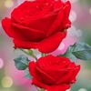 suhag.miya413
